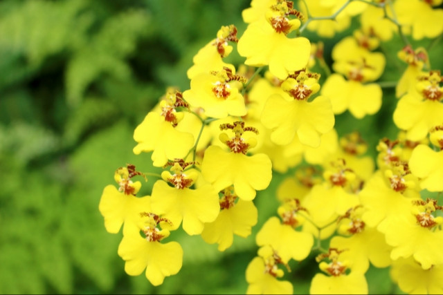 洋蘭専門店】シンビジュームやオンシジュームについて解説 高級感の