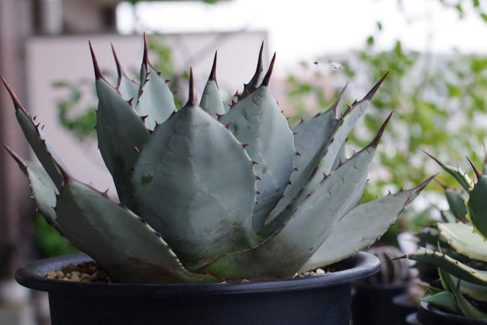 アガベ・吉祥天（Agave parryi）の紹介・育て方 – ゆるぷ