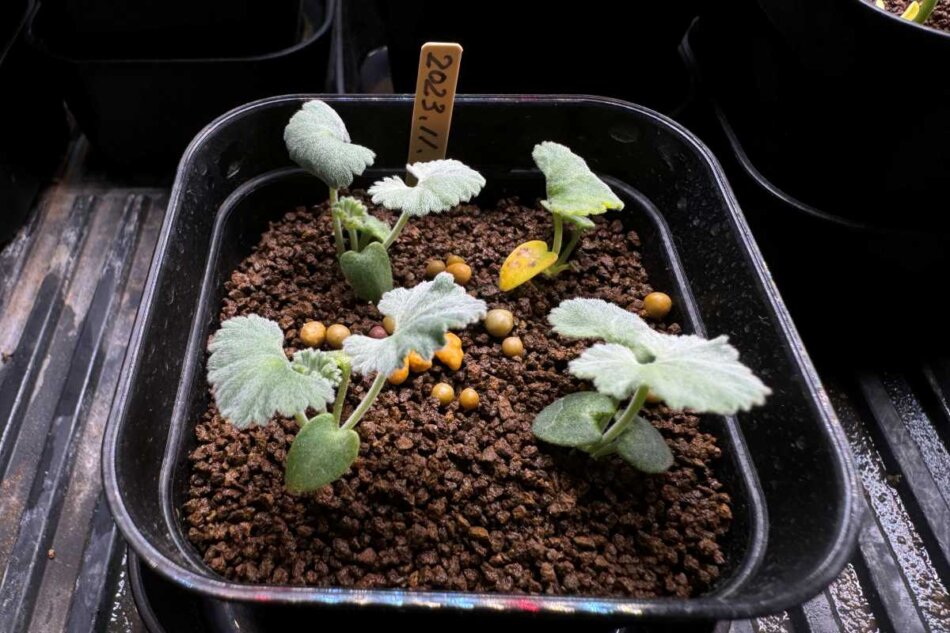 ペラルゴニウム・ミラビレの実生記録（2023年11月～） – ゆるぷ