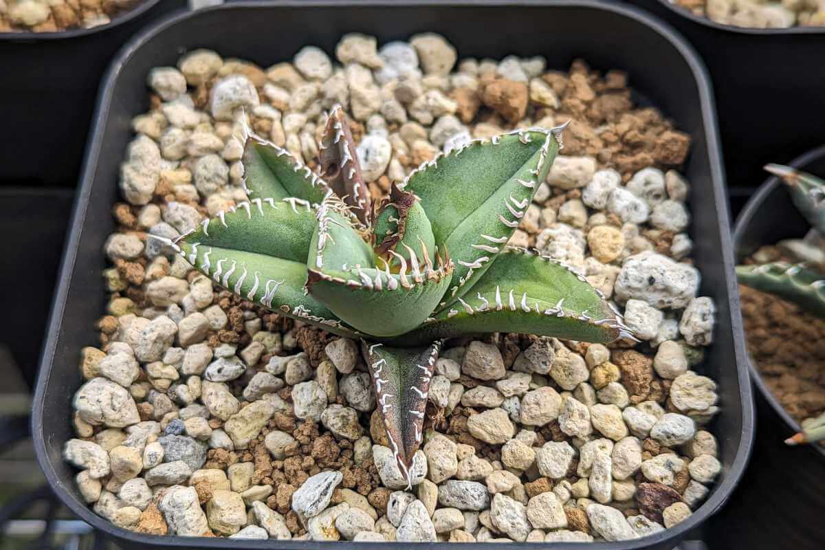 Agave titanota '麻花龍' 栽培記録の紹介 – ゆるぷ