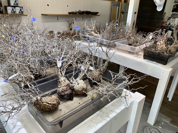 1日で芽吹き!?】ベアルートパキプス(5代目)の発根管理【1週間の変化