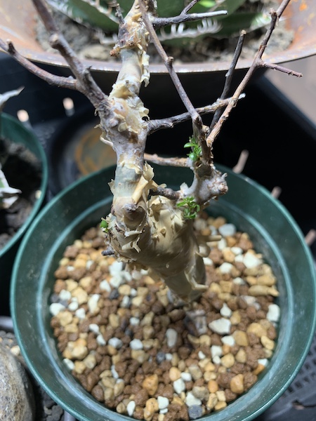 コミフォラ・カタフ（Commiphora kataf）の発根管理｜植込み・芽吹く