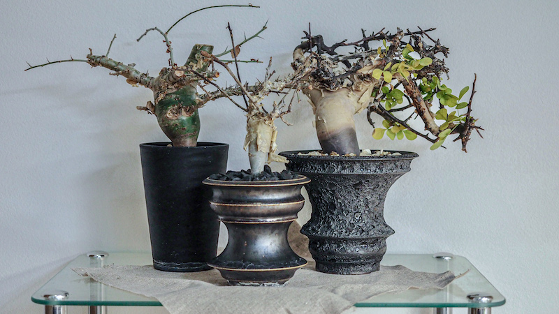 今まで発根管理してきたコミフォラ属を集めて撮影してみた！｜BOTANILIFE