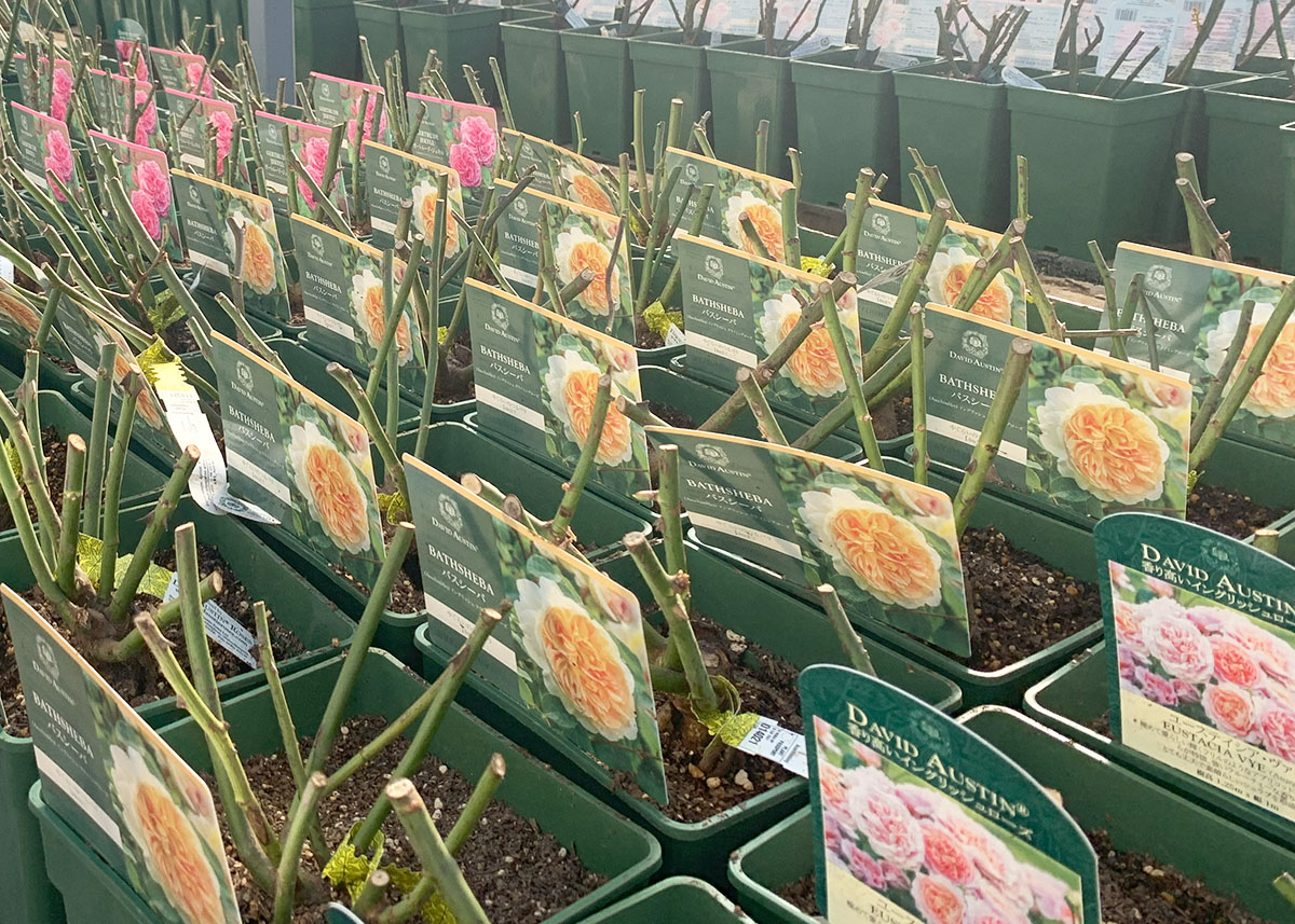 予約苗 バラ苗 【ロイヤルサンセット】 (新苗) つるバラ 四季咲き 中輪