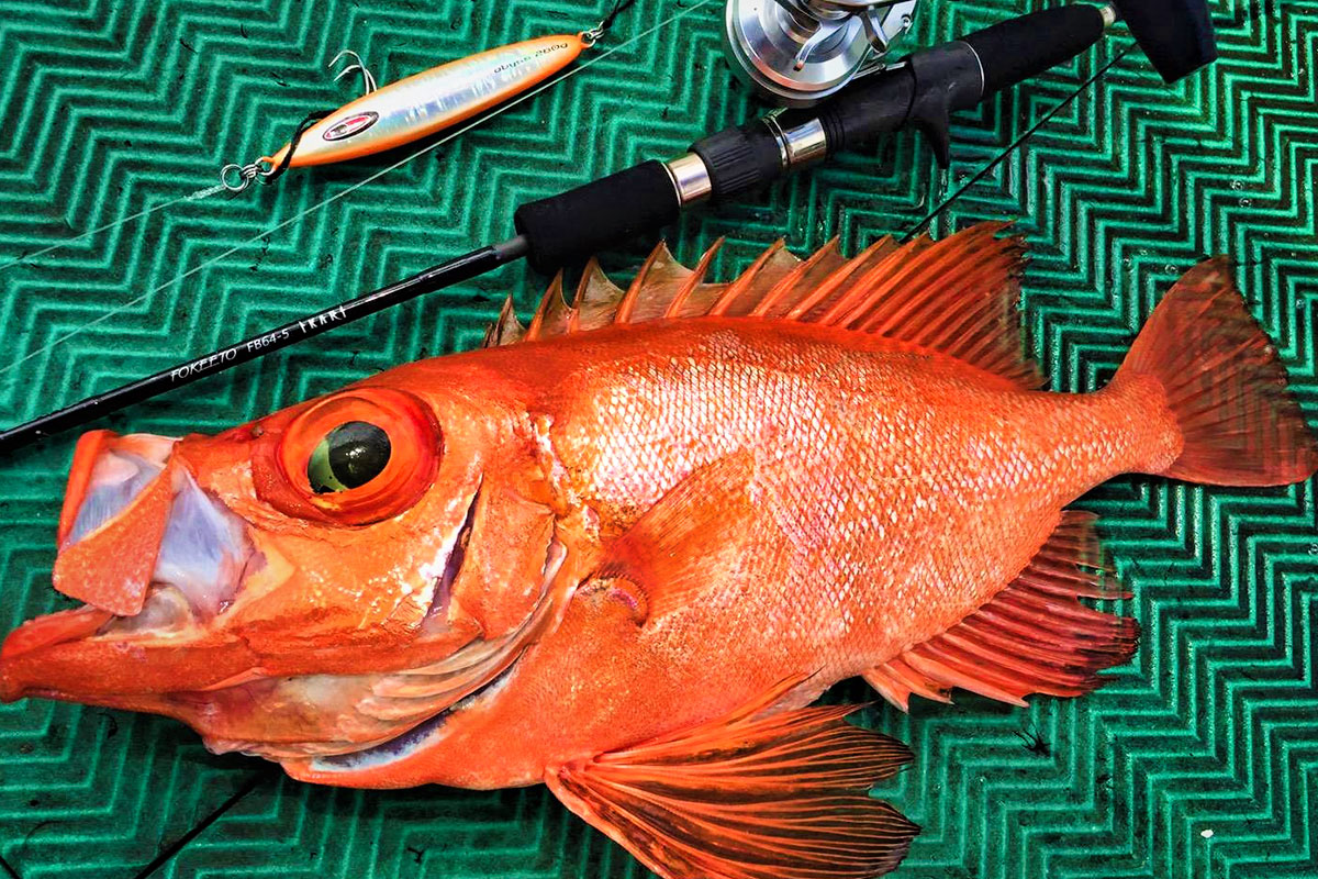 FOKEETO IKARI - ZENAQ(ゼナック) | オフィシャルサイト