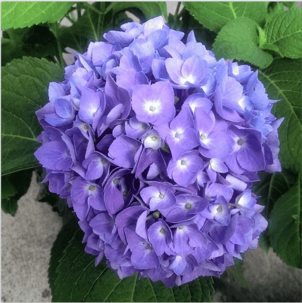 専用^_^新品未開封品hydrangea様バラメモまとめ売り 専用^_^新品未開封