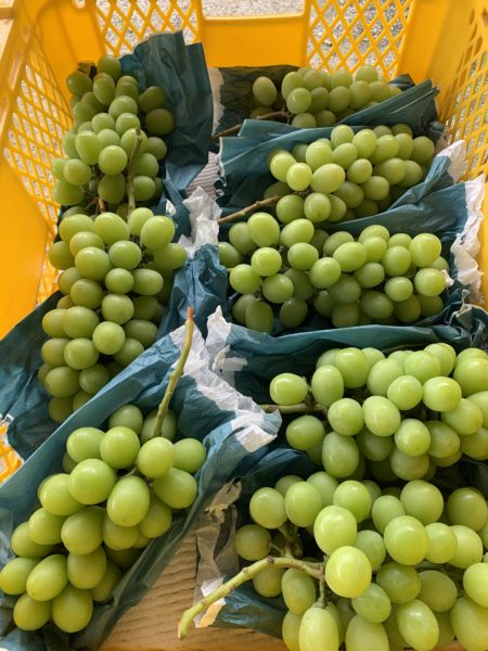 ちょっとだけシャインマスカットを収穫しました！ | zekiofarm 岡山産