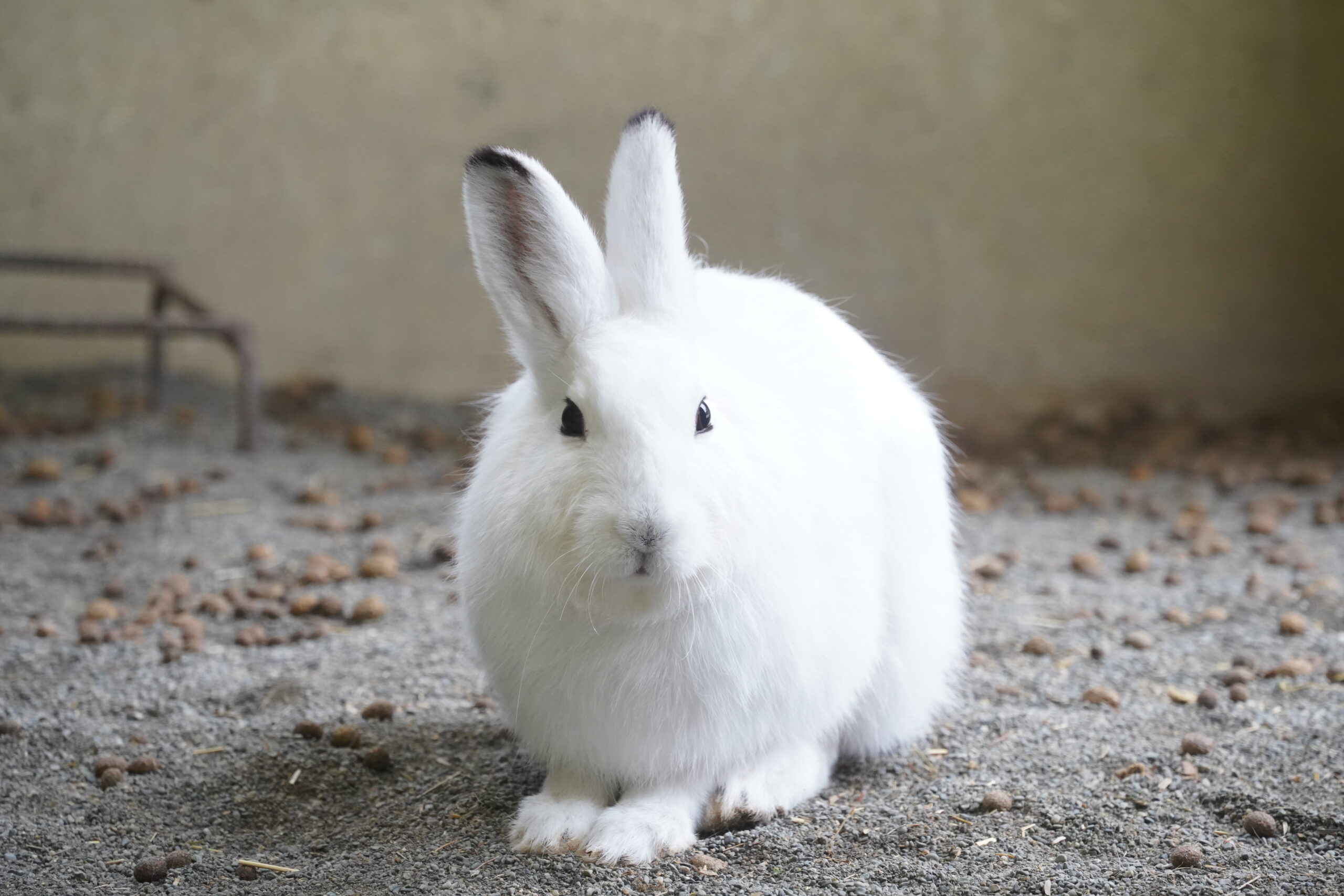 うさうさ 桜街紗那 ｜ Z/X - Zillions of enemy X - ゼクス公式サイト