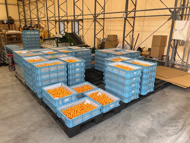 ZRATTO!しずおか ｜ 出荷開始！！清水生まれの完熟キンカン🍊「こん太」🍊