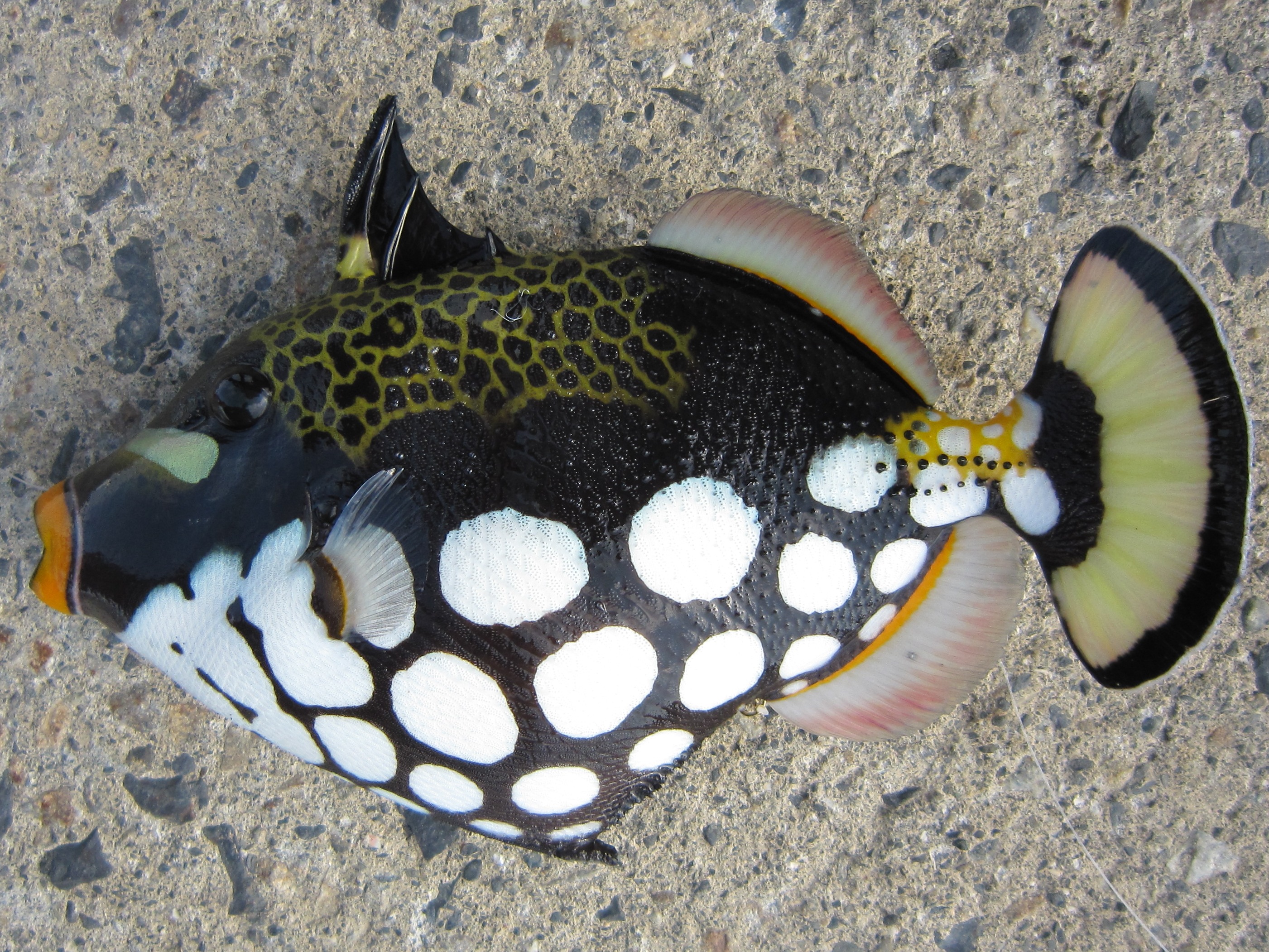 モンガラカワハギ(2013.05.24) - WEB魚図鑑