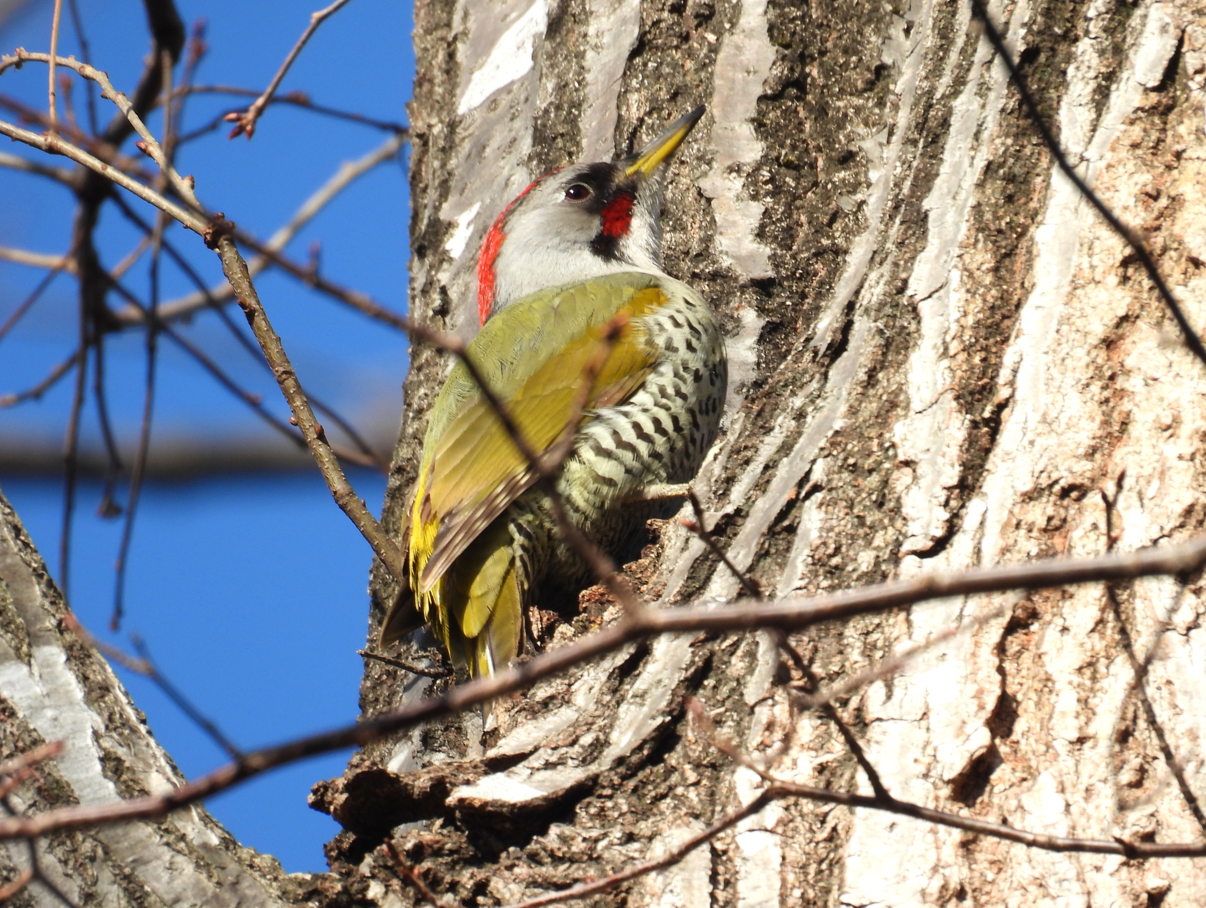 アオゲラ(2026.02.22) - 日本の野鳥識別図鑑