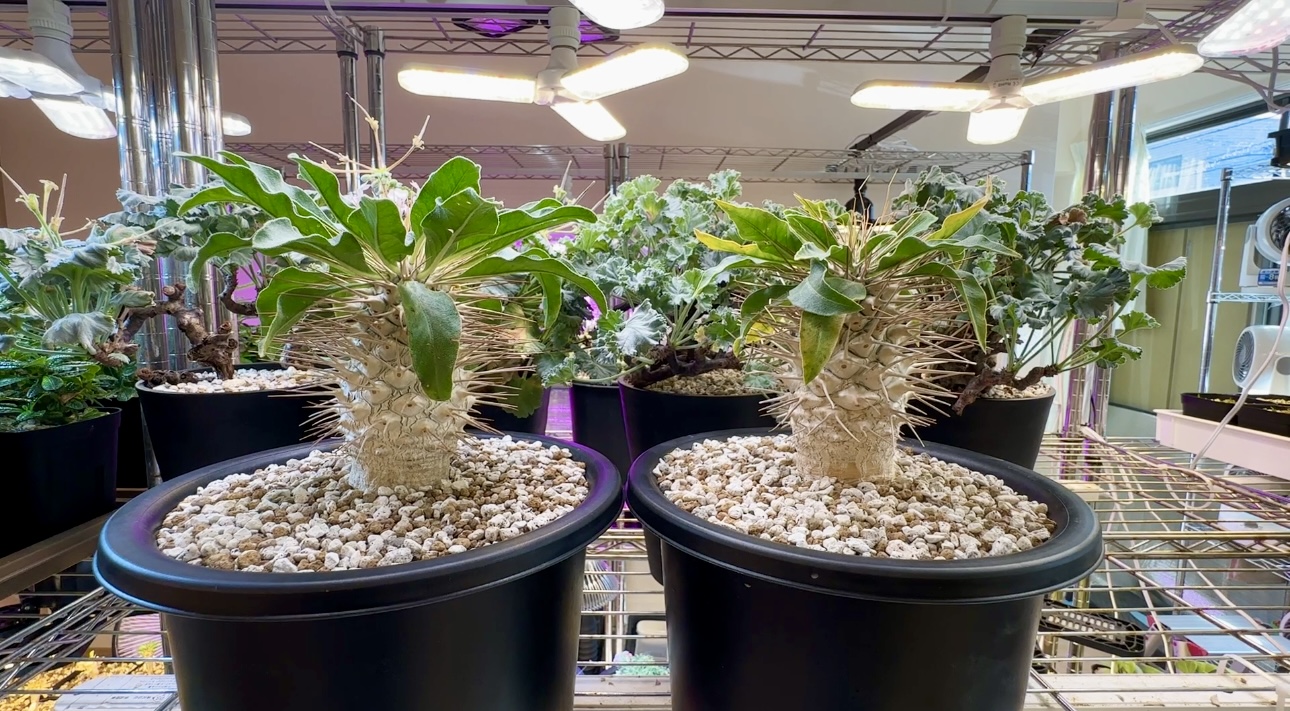 パキポディウム ナマクアナム（光堂）の屋内飼育の様子 | Bizarre