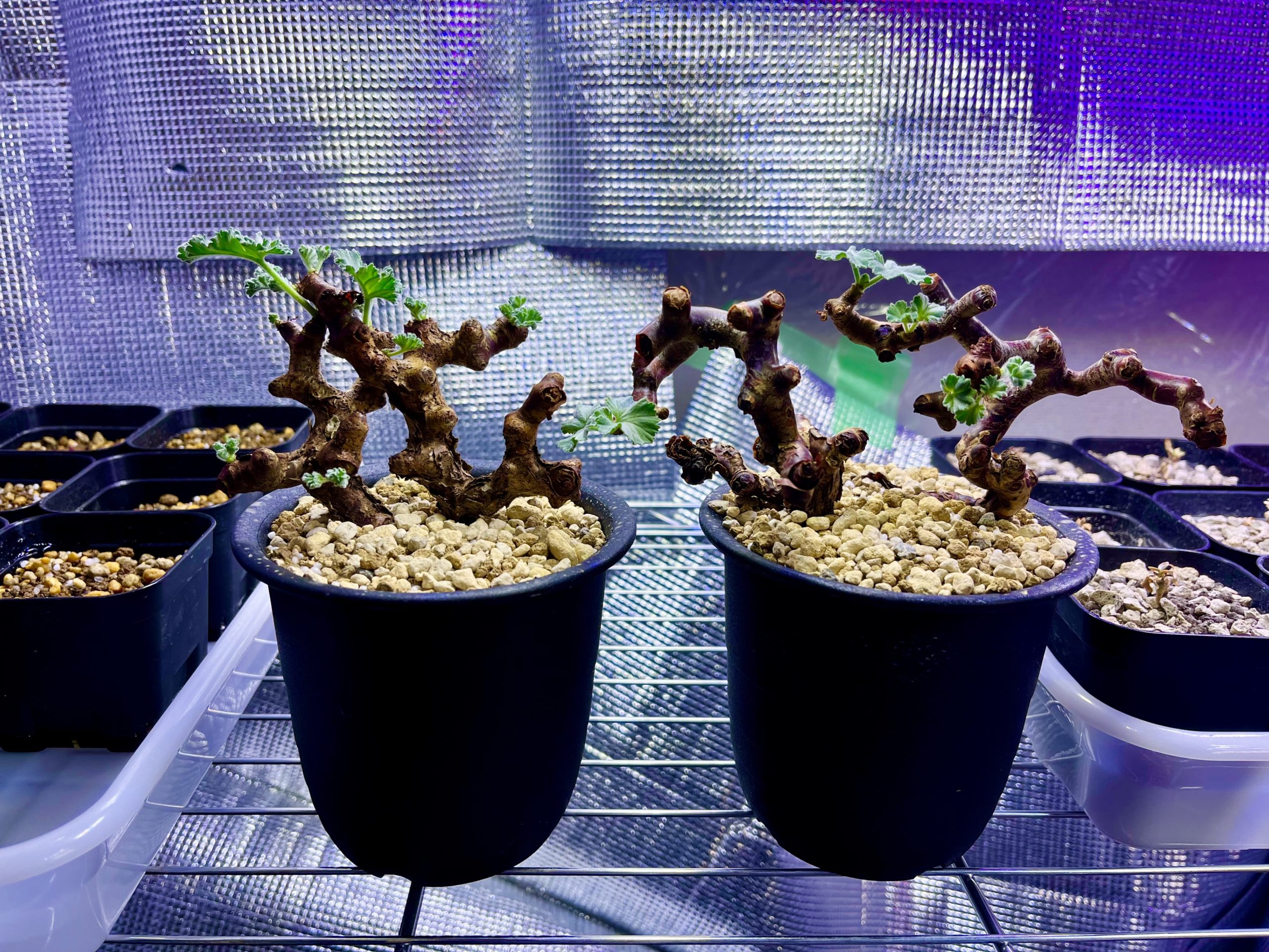 ペラルゴニウム | Bizarre Plants Fan | あちゃちゃい