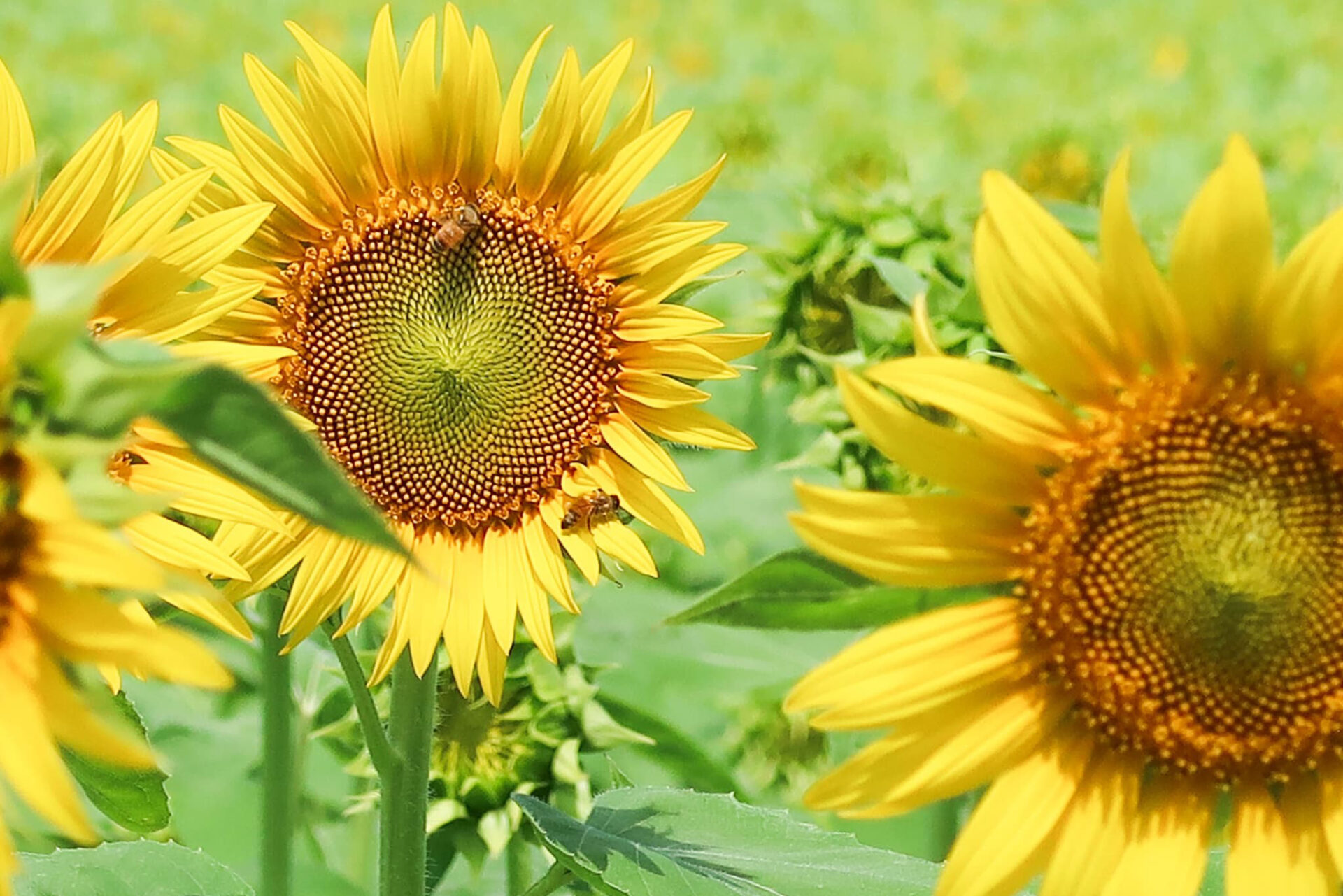 鹿児島の夏の絶景！「ひまわり畑」特集 | あちこち | リビング新聞の
