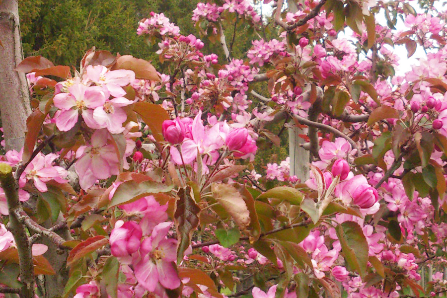 赤～いりんご｜株式会社アグリコミュニケーションズ津軽