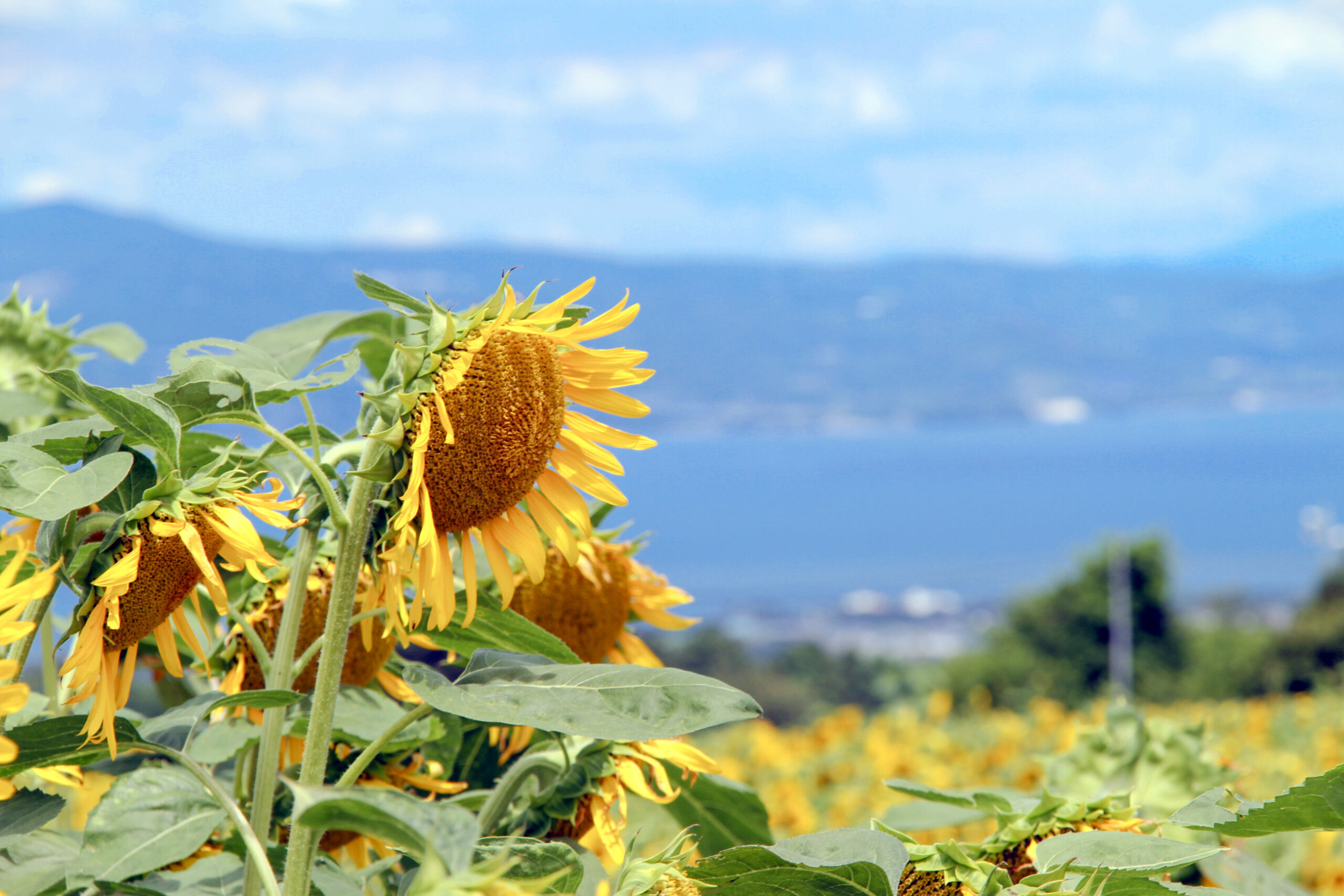 ひまわり畑を発見〜2025＠瑞穂町岩戸地区
