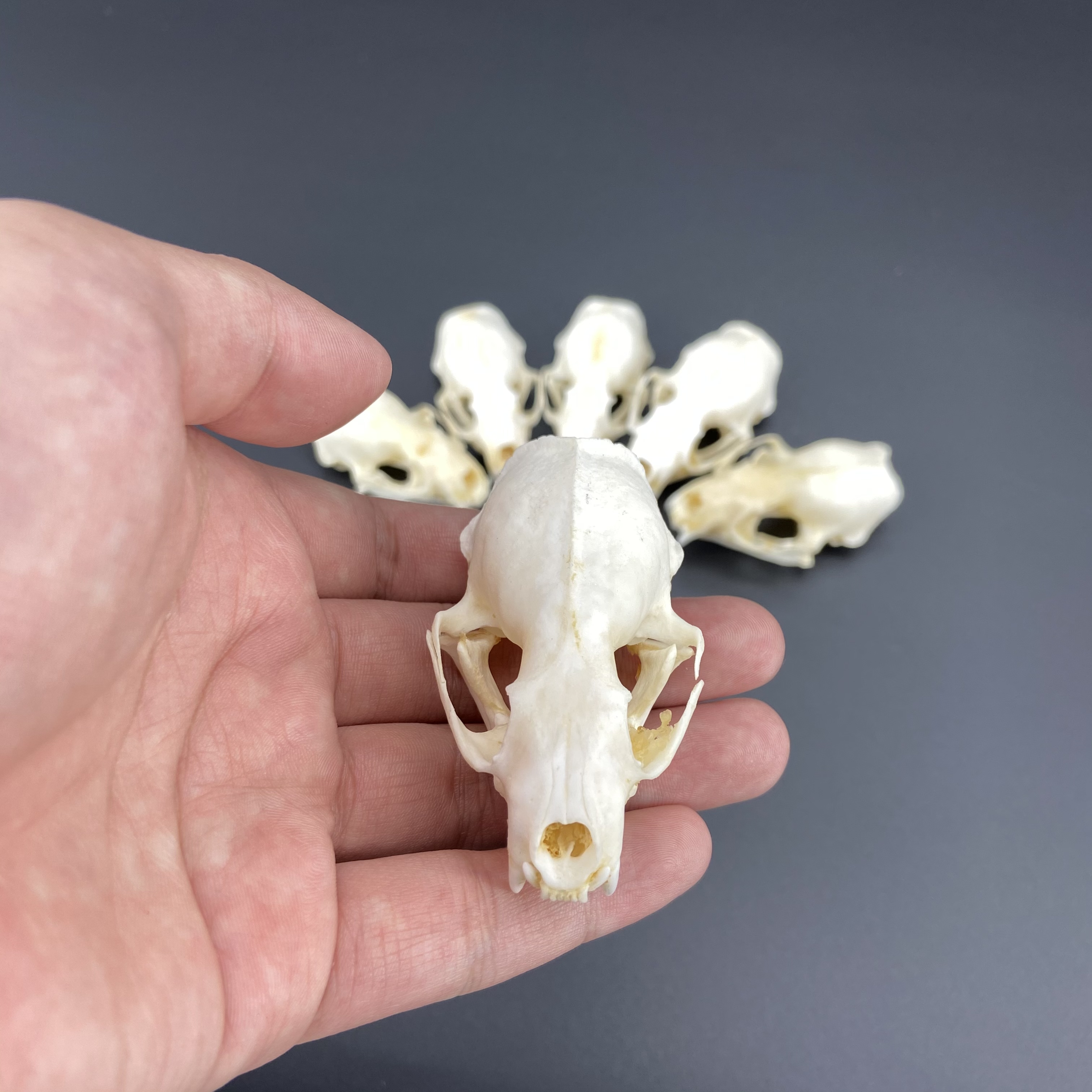 2/5/10 個本物のミンクの頭蓋骨、高級動物標本、ギフト サイズ 7