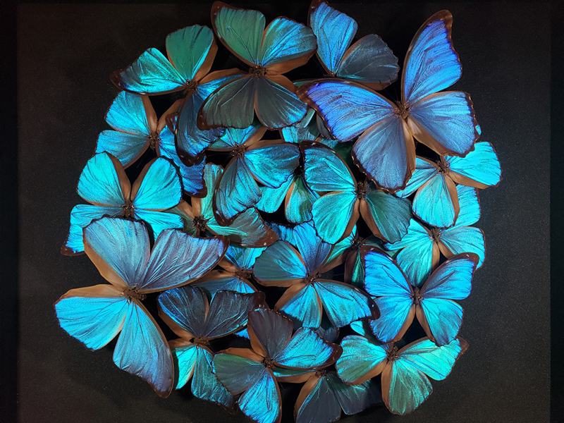 命と情熱を昆虫標本で表現する | 岡山県北の生活情報 アットタウンWEB