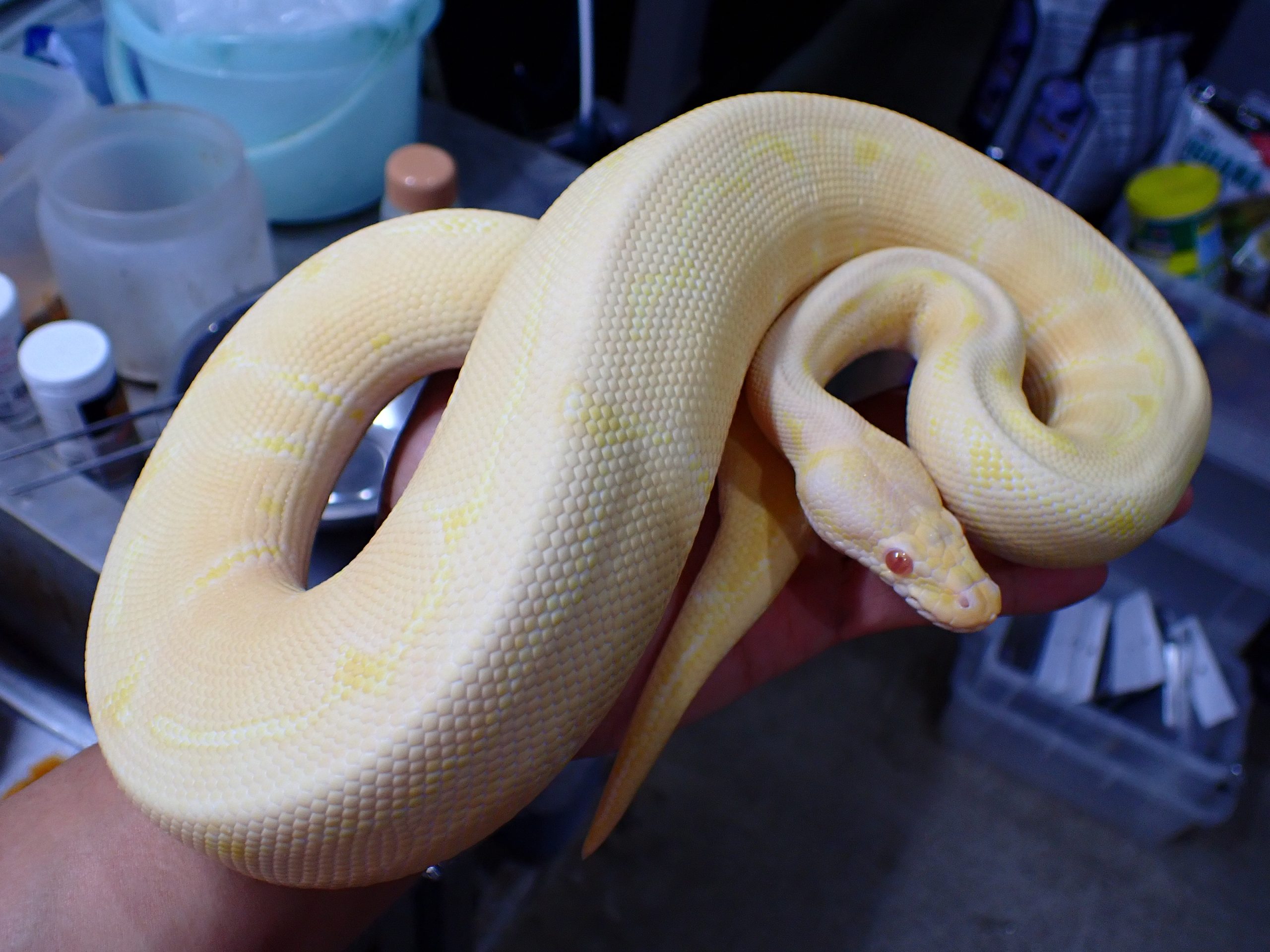 ボールパイソン アルビノピンストライプ ♂ サブアダルト | アクア