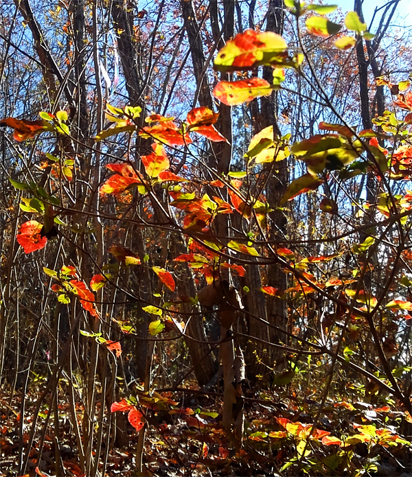 山採り自然樹形ヤマツツジ販売 秋元園芸