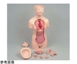 人体解剖模型一覧 【AXEL】 アズワン