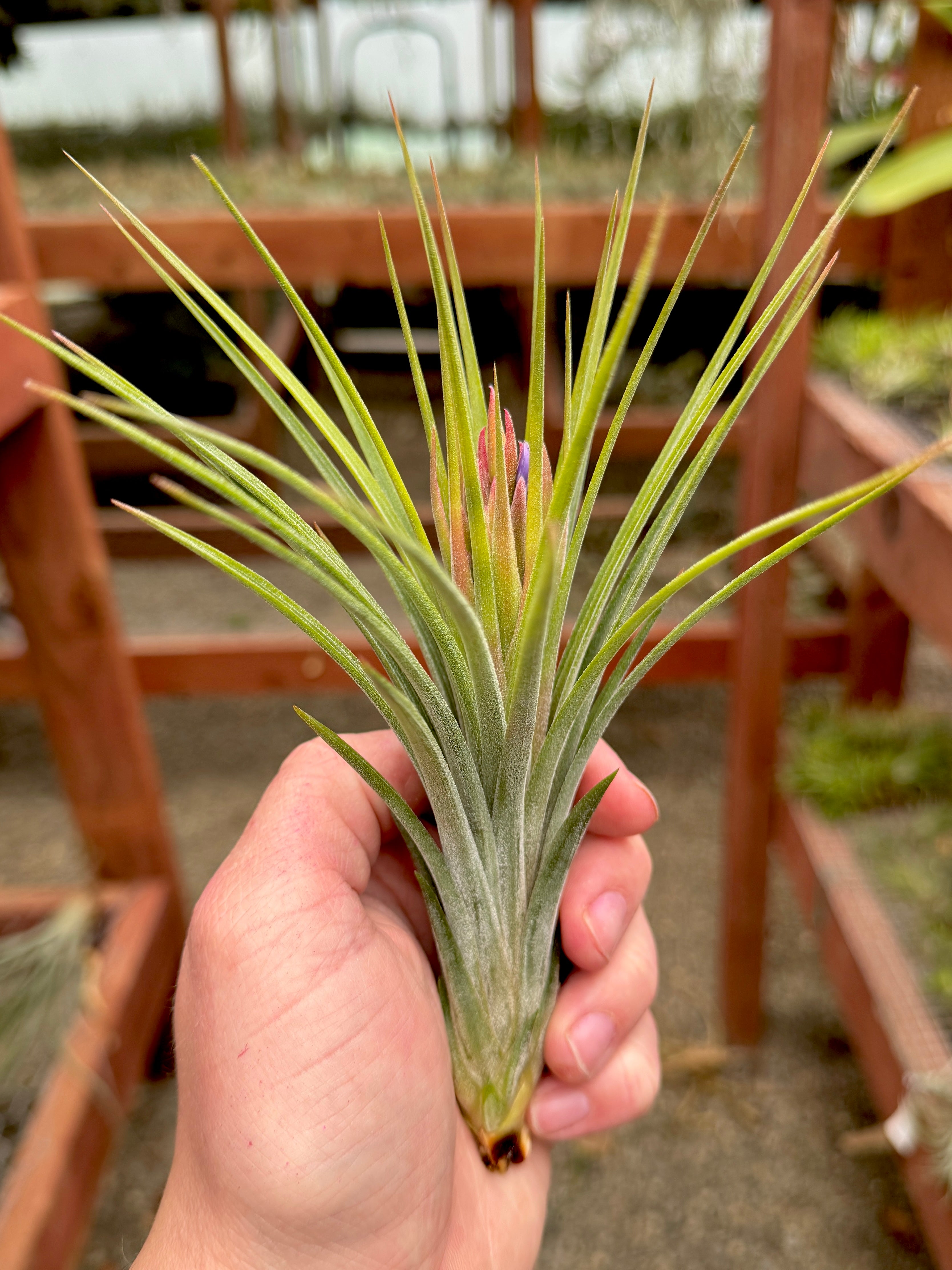 コレクターズスペシャル(2018/11/23更新) – Air Plant Hub