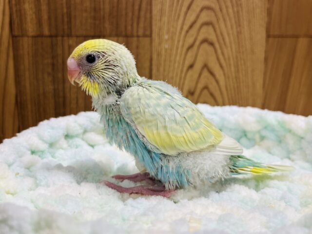 トロピカルフルーツみたい🍏♪セキセイインコ(パステルカラー