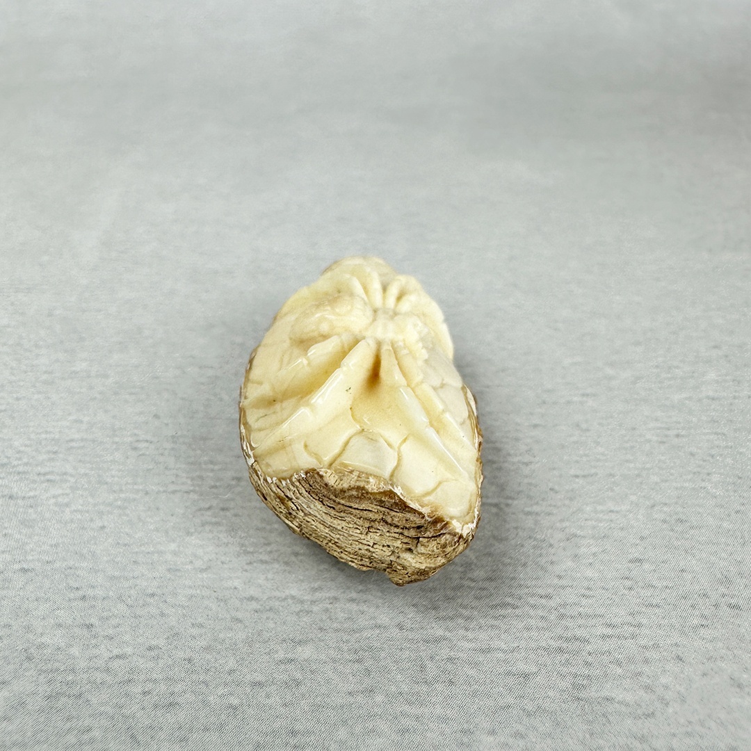 古美術 雨蛙根付 蜘蛛 セイウチ牙