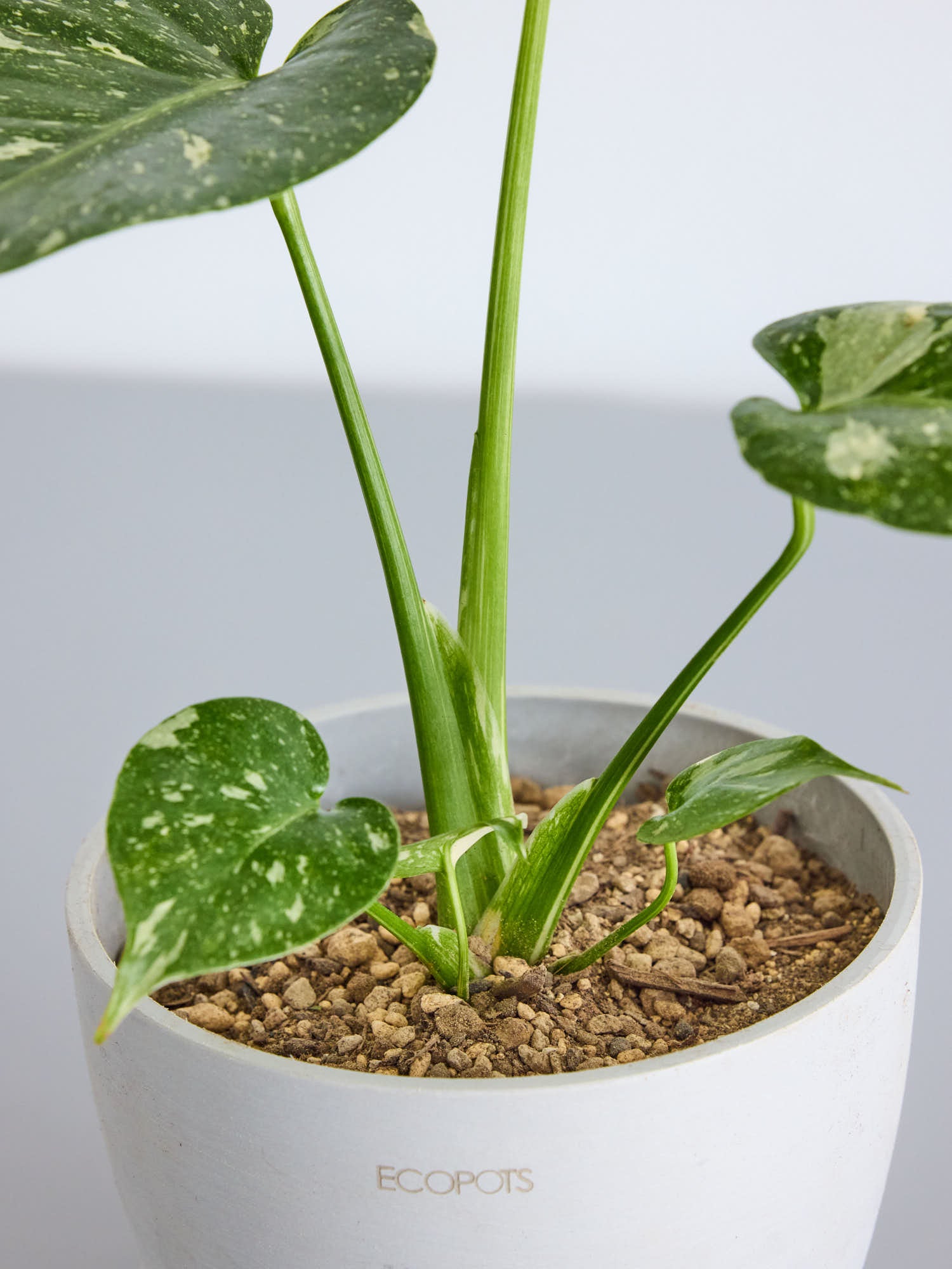 モンステラ・タイコンステレーション Table-L | 観葉植物の通販 AND