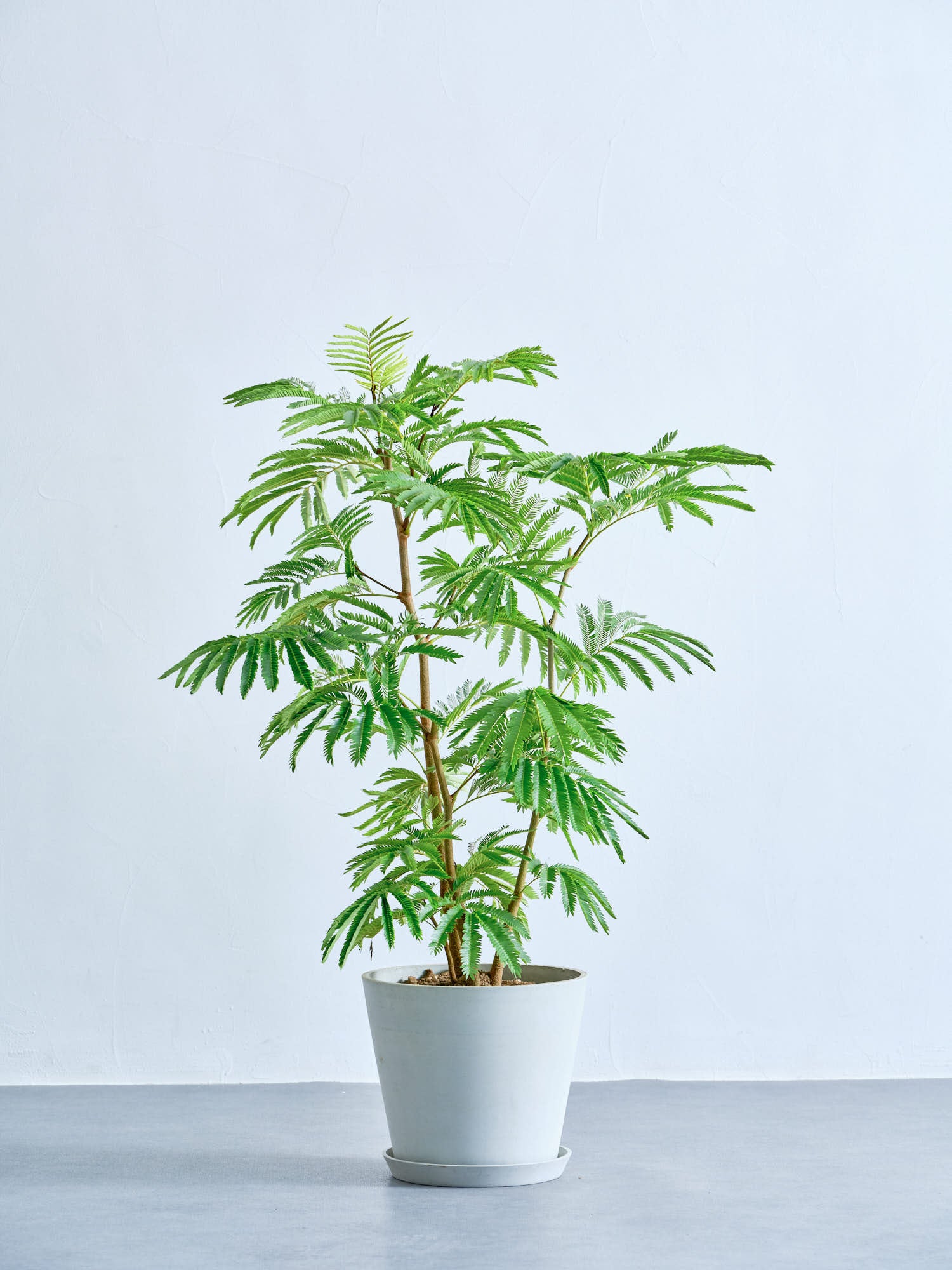 エバーフレッシュ 8号 | 観葉植物の通販 AND PLANTS (アンドプランツ)