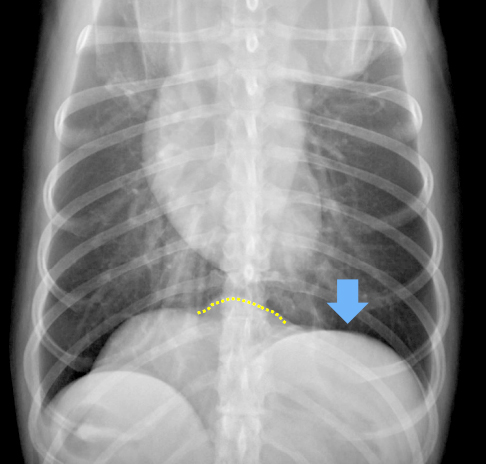 理論から実践まで！X線画像読影指南 | 株式会社 医療情報研究所