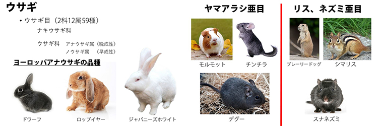 教科書には載ってない！ うさぎとげっ歯類の歯科臨床 | 株式会社 医療