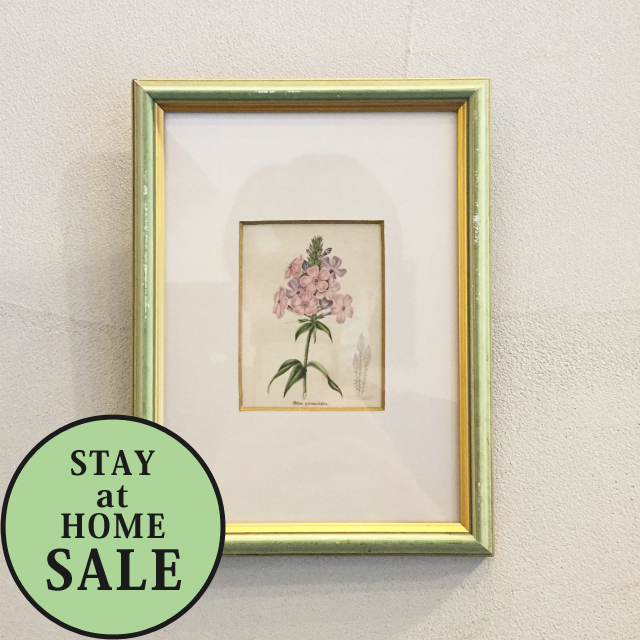 イギリス「ボタニカルアート「フロックス」（小）」《アンティックかとう》