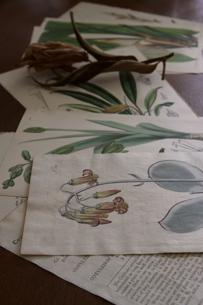 アンティークプリント ボタニカルアート イギリス 植物図鑑 【Antiques