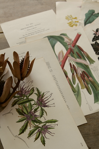 アンティークプリント ボタニカルアート イギリス 植物図鑑 【Antiques