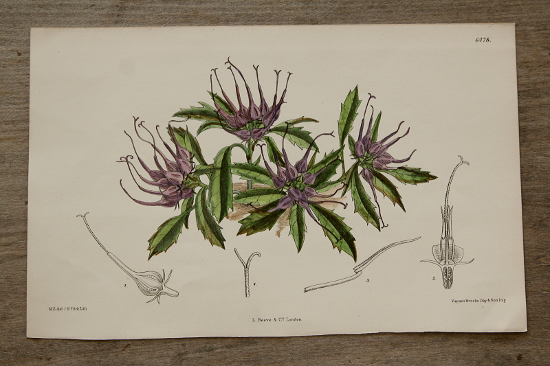 アンティークプリント ボタニカルアート イギリス 植物図鑑 【Antiques