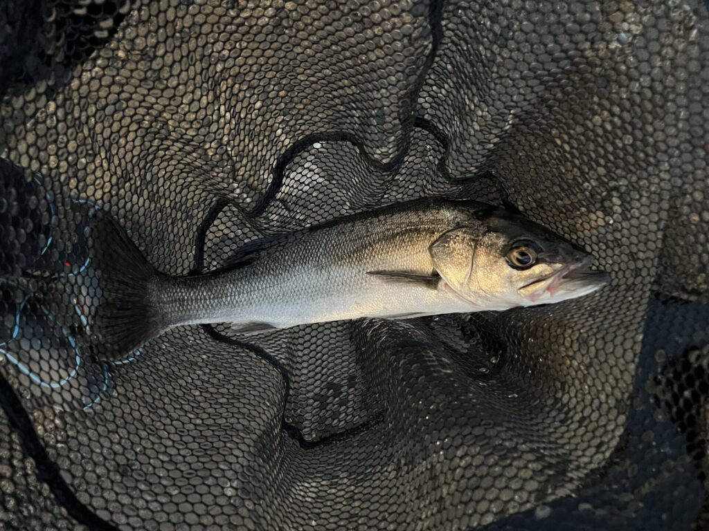 レガーメ牙突（ガトツ） XAG-6718の使用感やインプレ | 遊びを深掘りブログ