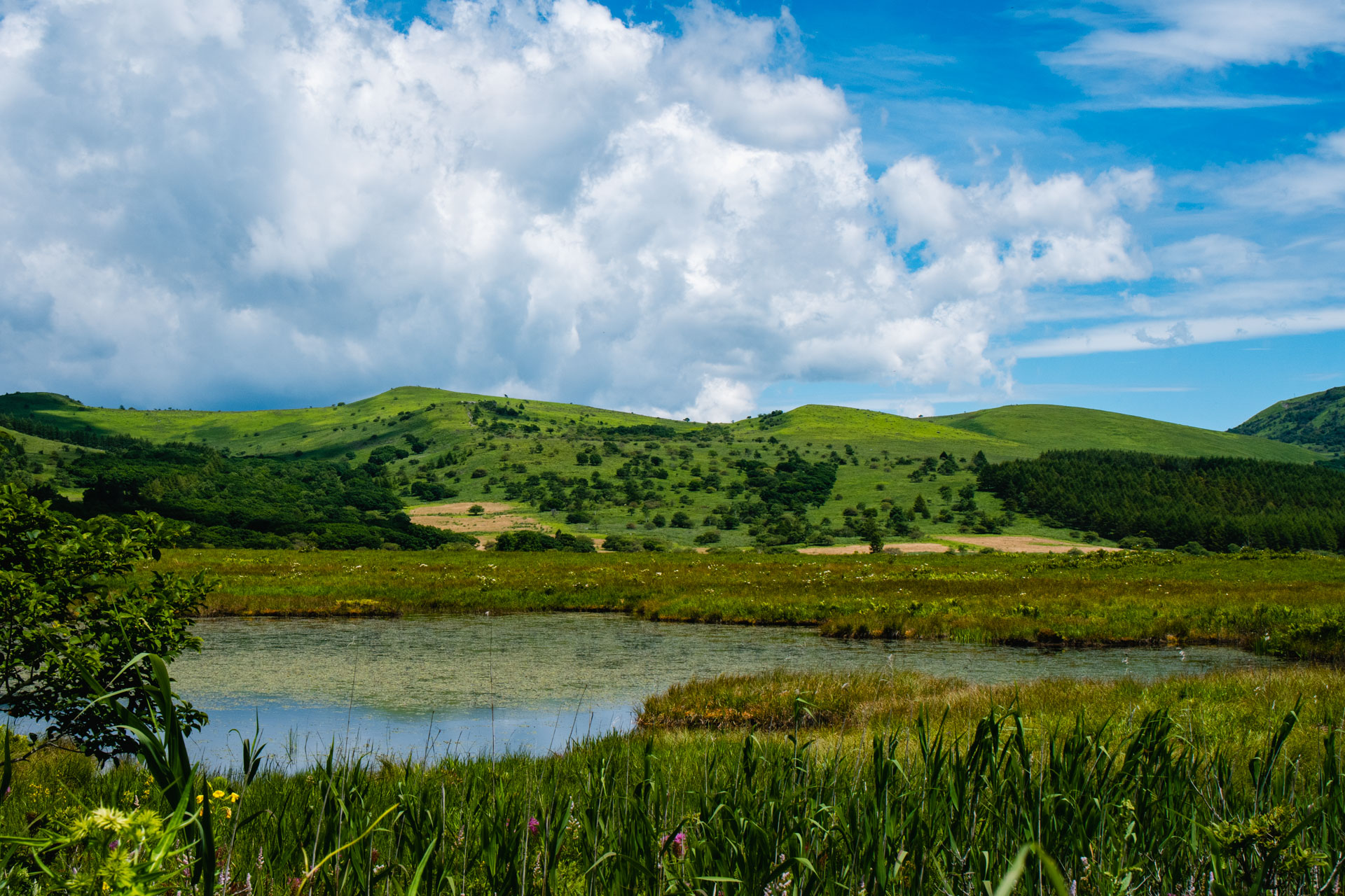 八島湿原（霧ヶ峰）｜高原に広がる神秘の湿原と季節の花々 – アサマde