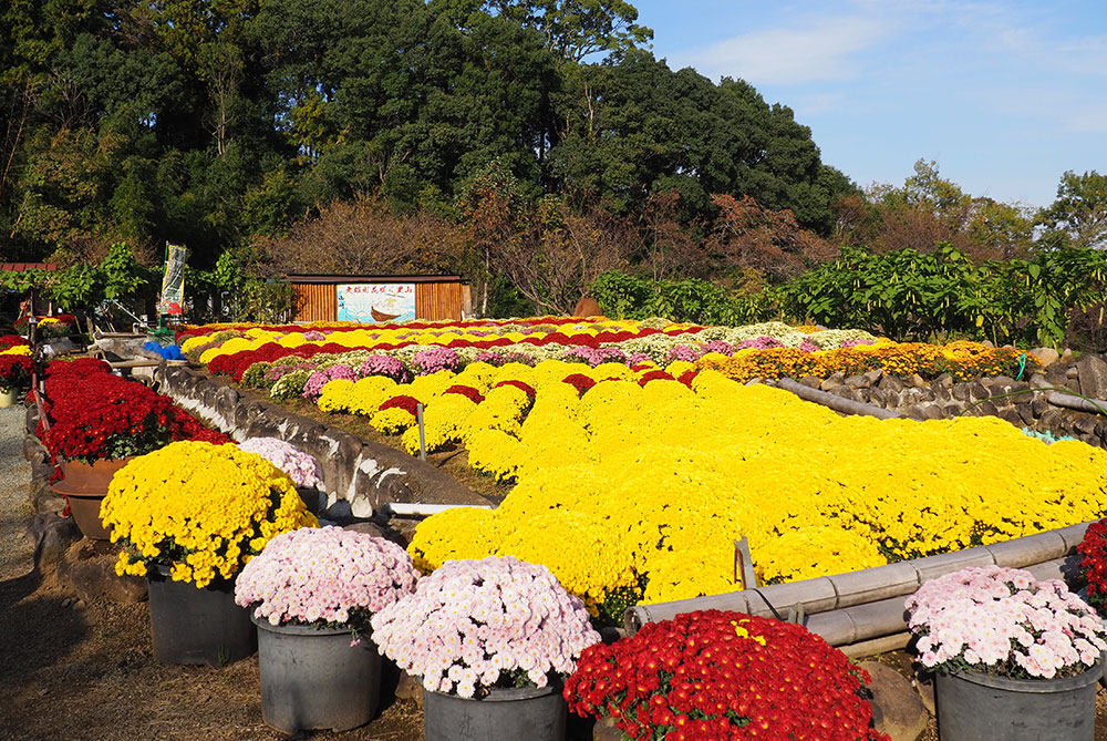 2025年開花情報 花咲く里山「ざる菊」が満開の見ごろです！ | 足柄観光