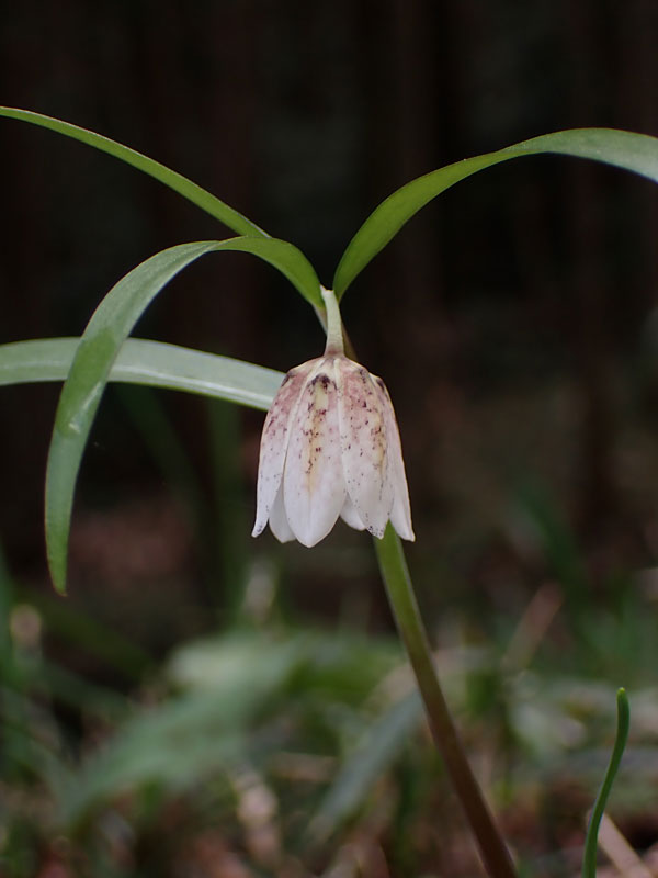 カイコバイモ: 静岡県の植物探索