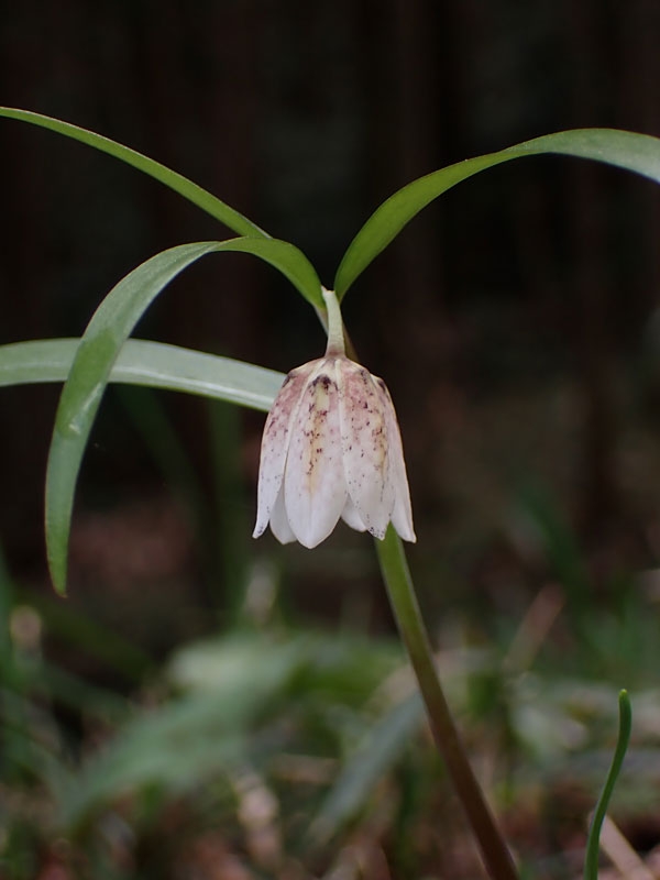 カイコバイモ: 静岡県の植物探索