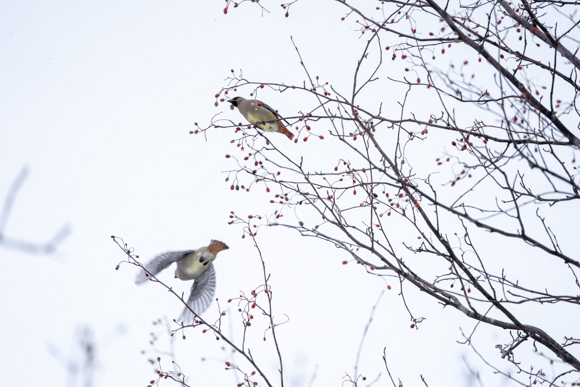 ソニー フルサイズミラーレスα7 IIIの実力をジャンル別に検証：【野鳥