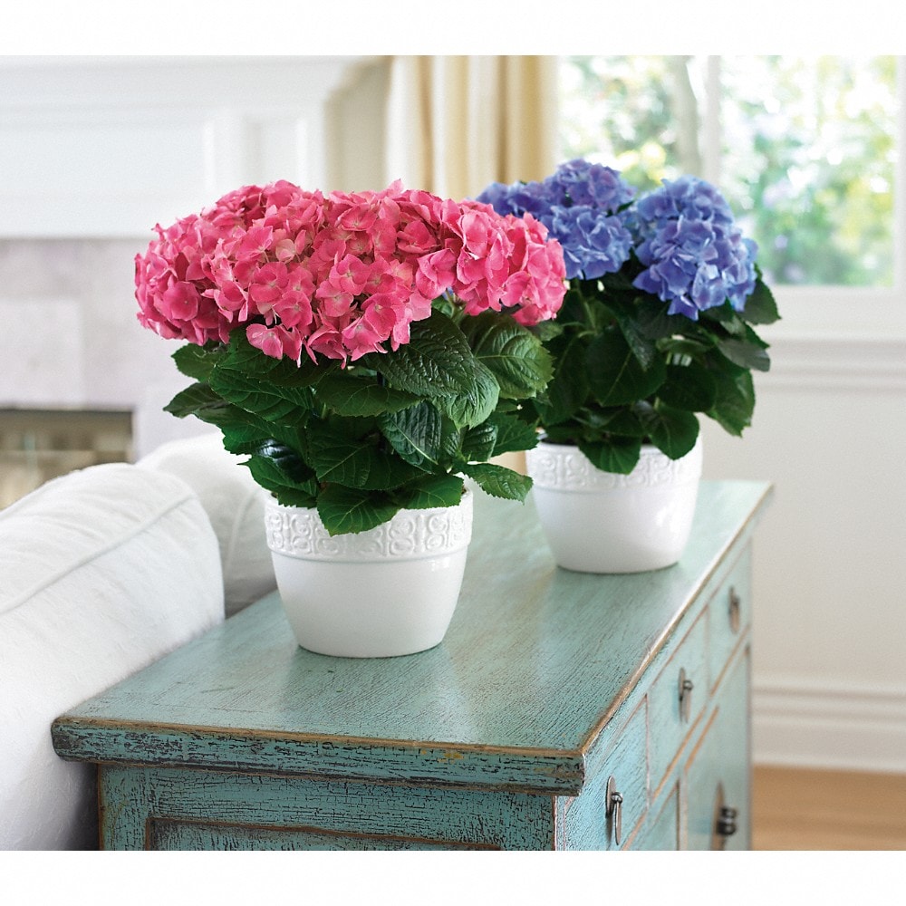 Happy Hydrangea - Blue in Sewickely PA - Heritage Floral Shoppe