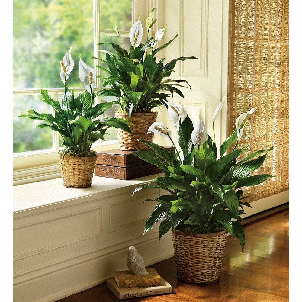 Simply Elegant Spathiphyllum (Peace Lily) - Large in London ON