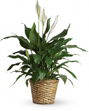 Simply Elegant Spathiphyllum (Peace Lily) - Medium in Maple ON
