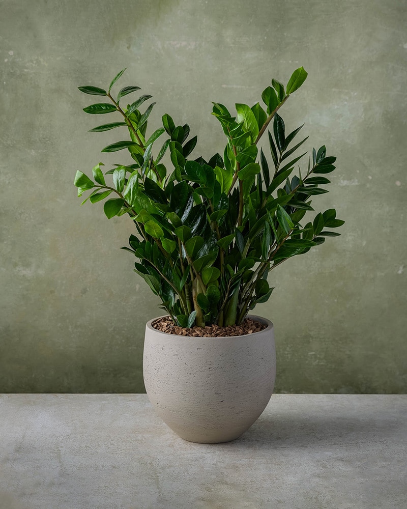 Indoor ZZ Plant in Orb Pot in Boston MA - Winston Flowers