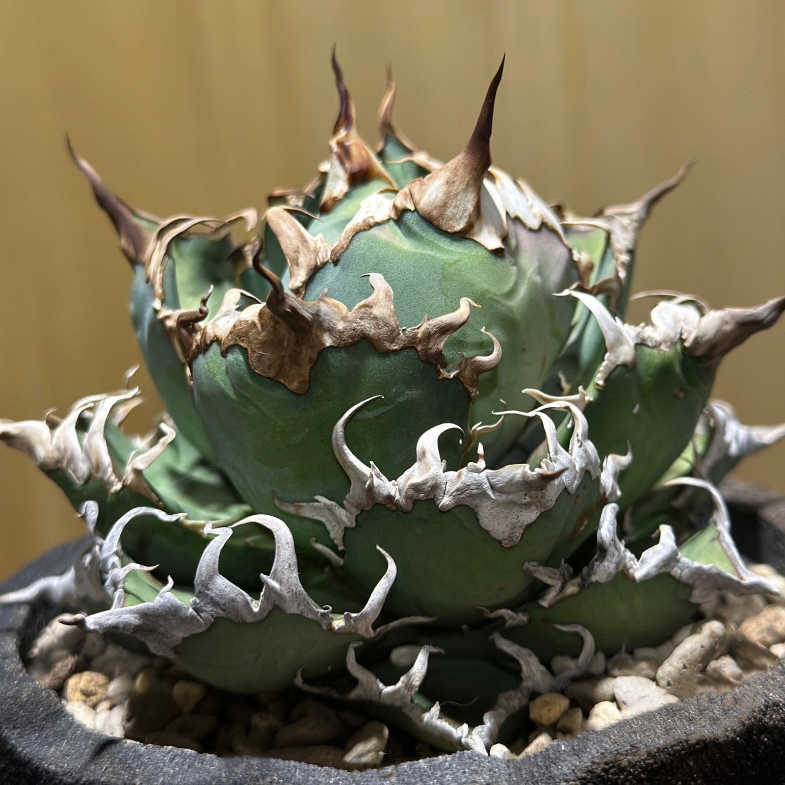 アガベ チタノタ シーザー 大株 アガベ チタノタ シーザー / 凱撒