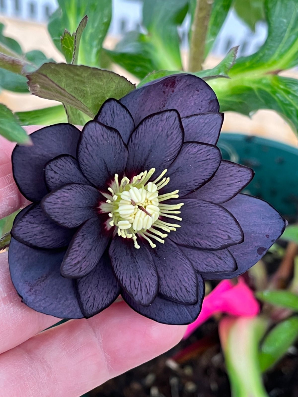 ❤️セール❤️380 ⭐️Ashwood 【親株】SD BLACK クリスマスローズ