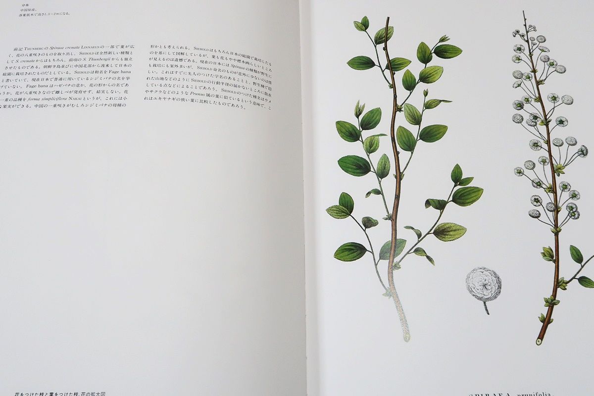 原色精密・日本植物図譜/シーボルト・フロラ・ヤポニカ/定価43000円