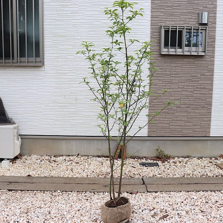 株立ち】クロモジ - メルカリ